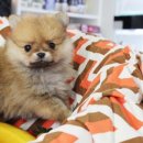 도그블랑 이미지