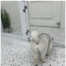 몽이 애견샵 이미지