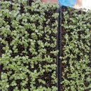 김인석농장 이미지