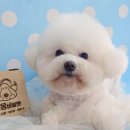 몽몽바블펫# 이미지