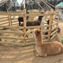 정감목장 | 가평 양떼목장 카페 근처 맛집추천 김순정돌솥밥진순대국