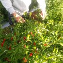 형만농장 이미지