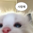 예림장 이미지