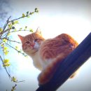 북청물장수 이미지