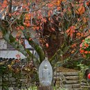 국화정원 이미지