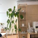 스몰커피 | 스몰캐빈커피 에그타르트 후기｜재고 확인 꿀팁 공유