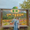 버베나 하우스 | 강원도 인제 가볼만한곳 인제 가을꽃축제 방문 위치와 소요시간 구역별 가을꽃