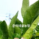 준이네농장 이미지