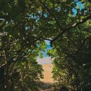 (주)맥스리무진 | 2025년 9월 이시가키 여행 (3부- 이시하라 비치, 요네하라 비치)