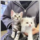 인천 강아지분양 고양이분양 미유펫 이미지