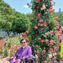 소풍김밥 이미지