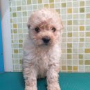 서부북로 이미지