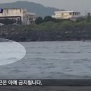 (제주도)제트스키 타고 돌고래때에 다가가다 벌금 맞은 사람 이미지