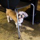 놀다가개 이미지