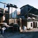 용호농장 이미지