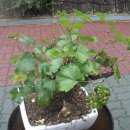 민주지산자연휴양림 이미지