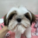 헬로퍼피1 이미지