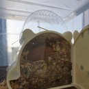 엔젤인어항 이미지