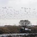 철새보는집 이미지