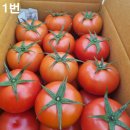 🍅유럽종 완숙토마토 / [대성농장] 이미지