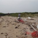 문주란 자생지 이미지