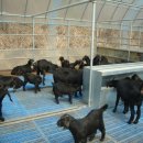 화천흑염소농장 이미지