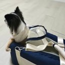 세븐펫 허그미 콘솔카시트 ㅣ 강아지 고양이 이동가방