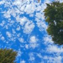 오미골 오리 이미지