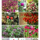 자누리마을 이미지