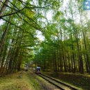 코레일이 추천하는 레일바이크 여행지 이미지