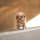 맹구와 땡칠이 이미지