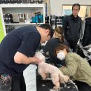 스카이 애견 이미지