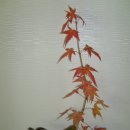 화분에 무단입주발아된 단풍나무종류 이미지