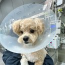 더본 외과동물의료센터 이미지