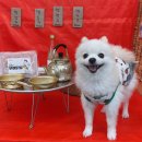 애견카페 애견유치원 펫레터 이미지