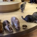 카페213(CAFE213) 이미지