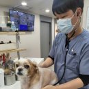 한결동물병원 | 광주동물병원 강아지 숨 헐떡임으로 동물병원 방문한 후기