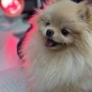 위런한방재활동물병원