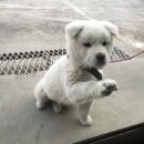 멍뭉이 이미지