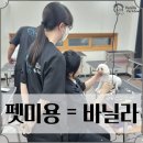 보성애견 이미지