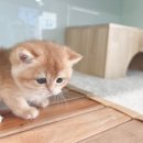 대전고양이분양 루나캣 이미지