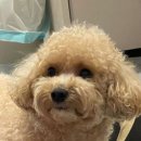 한입주개 이미지