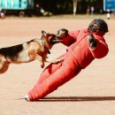 Dog차지 이미지
