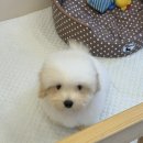 톰퍼피 강아지 분양 | 주촌강아지분양 테일러퍼피 분양 후기