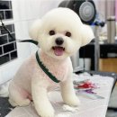 메리몰펫샵(사직점) 이미지