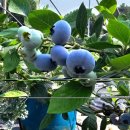 야곱의농장 이미지