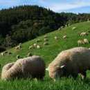 대망목장 이미지