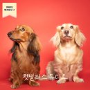 펫밀리스튜디오