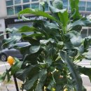 【실크로톤 Codiaeum variegatum】 이미지