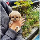 퍼피로그 강아지분양 창원점 이미지